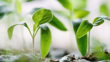 späda plantor som växer i jord