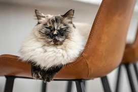 Katt som vilar på stol.