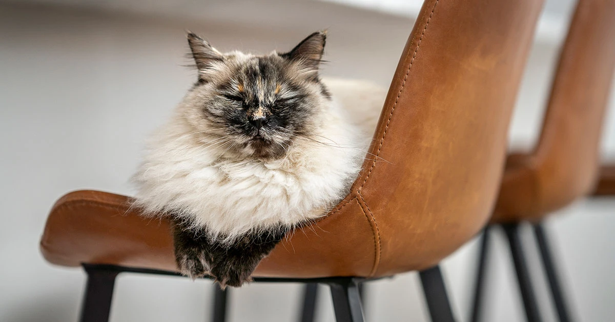 Katt som vilar på stol.